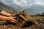 Ashwagandha root taken out of soil in the himalayan range
